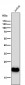 Anti-CD3 epsilon Rabbit Monoclonal Antibody